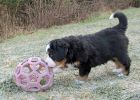 Filename=sfPuppies121712_006.jpg
Filesize=101KiB
Dimensions=700x500
Date added=Dec 17, 2012 sfPuppies121712_006.jpg