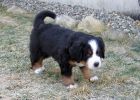 Filename=sfPuppies121712_009.jpg
Filesize=104KiB
Dimensions=700x500
Date added=Dec 17, 2012 sfPuppies121712_009.jpg