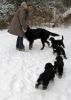 Filename=sfPuppies121712_023.jpg
Filesize=110KiB
Dimensions=500x700
Date added=Dec 17, 2012 sfPuppies121712_023.jpg