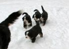 Filename=sfPuppies121712_024.jpg
Filesize=99KiB
Dimensions=1285x918
Date added=Dec 17, 2012 sfPuppies121712_024.jpg