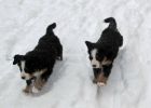 Filename=sfPuppies121712_025.jpg
Filesize=99KiB
Dimensions=1871x1336
Date added=Dec 17, 2012 sfPuppies121712_025.jpg