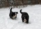 Filename=sfPuppies121712_026.jpg
Filesize=105KiB
Dimensions=614x439
Date added=Dec 17, 2012 sfPuppies121712_026.jpg