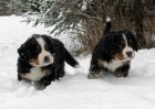 Filename=sfPuppies121712_034.jpg
Filesize=100KiB
Dimensions=1640x1171
Date added=Dec 17, 2012 sfPuppies121712_034.jpg
