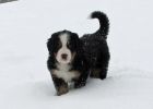 Filename=sfPuppies121712_039.jpg
Filesize=105KiB
Dimensions=938x670
Date added=Dec 17, 2012 sfPuppies121712_039.jpg