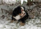 Filename=sfPuppies121712_046.jpg
Filesize=111KiB
Dimensions=1435x1025
Date added=Dec 17, 2012 sfPuppies121712_046.jpg