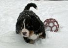 Filename=sfPuppies121712_048.jpg
Filesize=106KiB
Dimensions=1435x1025
Date added=Dec 17, 2012 sfPuppies121712_048.jpg