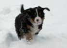 Filename=sfPuppies121712_053.jpg
Filesize=92KiB
Dimensions=1300x929
Date added=Dec 17, 2012 sfPuppies121712_053.jpg