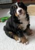 Filename=sfPuppiesWeek4_034.jpg
Filesize=103KiB
Dimensions=1196x1674
Date added=Dec 11, 2012 sfPuppiesWeek4_034.jpg