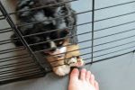 Filename=sfbCave_Litter_7_Weeks_Old_053.jpg
Filesize=102KiB
Dimensions=1200x800
Date added=Aug 14, 2015 sfbCave_Litter_7_Weeks_Old_053.jpg