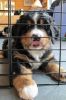 Filename=sfbCave_Litter_7_Weeks_Old_054.jpg
Filesize=111KiB
Dimensions=800x1200
Date added=Aug 14, 2015 sfbCave_Litter_7_Weeks_Old_054.jpg
