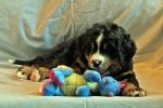 Filename=sfbdCave_Litter_7_Weeks_Old_065.jpg
Filesize=106KiB
Dimensions=1200x800
Date added=Aug 14, 2015 sfbdCave_Litter_7_Weeks_Old_065.jpg