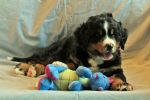 Filename=sfbdCave_Litter_7_Weeks_Old_066~0.jpg
Filesize=100KiB
Dimensions=1200x800
Date added=Aug 14, 2015 sfbdCave_Litter_7_Weeks_Old_066~0.jpg