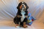 sfbsCave_Litter_7_Weeks_Old_006.jpg