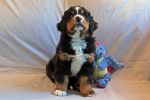 Filename=sfbsCave_Litter_7_Weeks_Old_006~0.jpg
Filesize=105KiB
Dimensions=1200x800
Date added=Aug 14, 2015 sfbsCave_Litter_7_Weeks_Old_006~0.jpg
