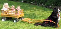 sfgrandkids_in_cart2C_Aug_08_023.jpg