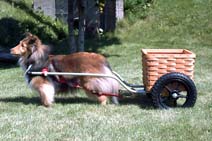 Taylor with Custom Sized Training Wheels with our Custom Peterbro Basket