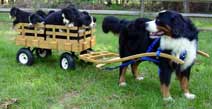 Deluxe Wagon with Quartersawn White Oak