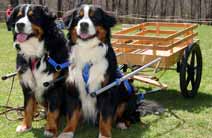 Wilczek Woodworks - custom crafted dog carts, dog wagons & dog carting  equipment