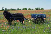 Saphira with her Large WIN Cart