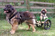 WIN Dog Carts Starting At