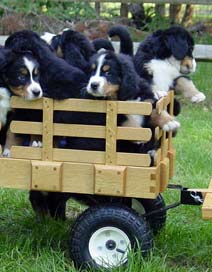 newfoundland pulling cart